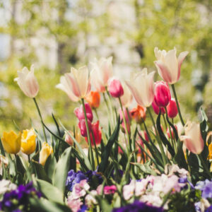 Samling 'Det blomstrende forårsbed'